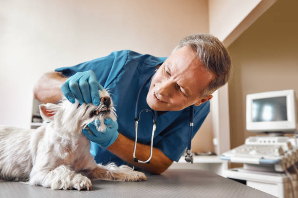 Best Emergency Denture Repair in Shallowater, TX